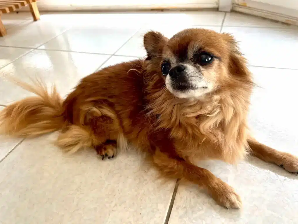 chihuahua à poil long Harybo