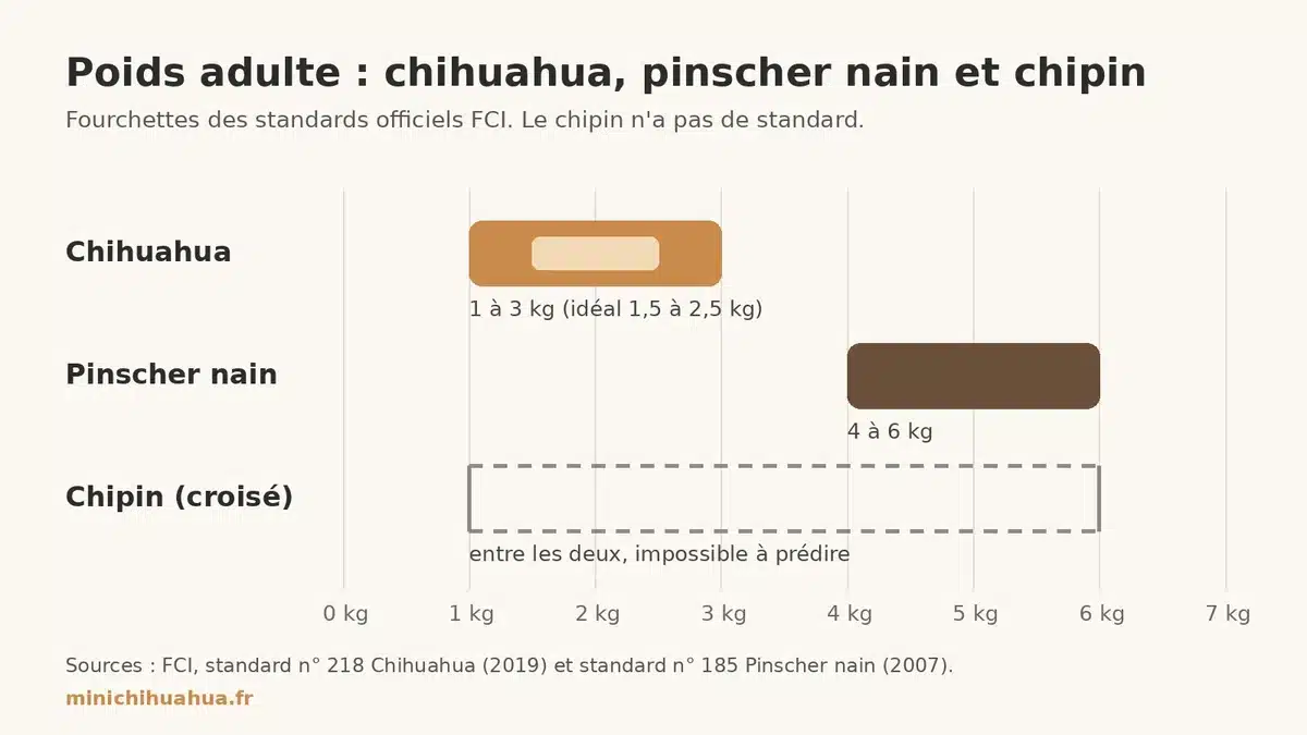 Comparaison des poids adultes : chihuahua 1 à 3 kg, pinscher nain 4 à 6 kg, chipin entre les deux, selon les standards FCI