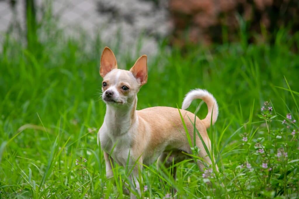 Un chiot croisé chihuahua